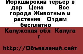 Йоркширский терьер в дар › Цена ­ 1 - Все города Животные и растения » Отдам бесплатно   . Калужская обл.,Калуга г.